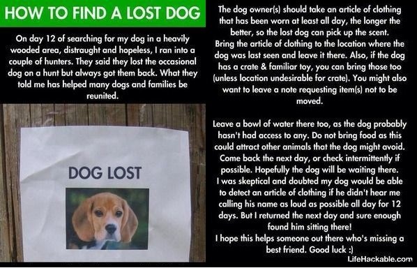 How to find a lost dog